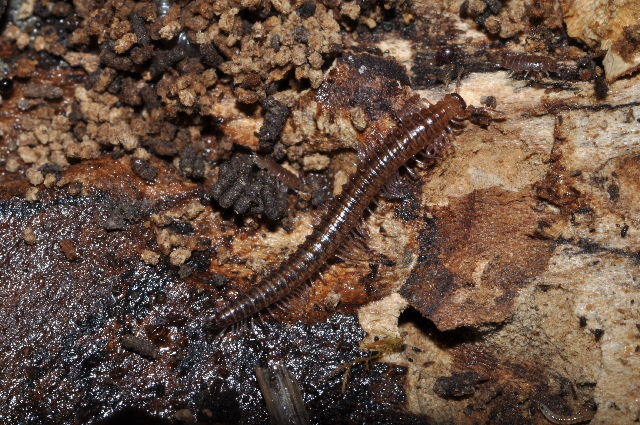 Представитель Семейства Mastigophorophyllidae